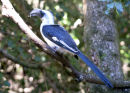 Von der Decken�s Hornbill (female)
