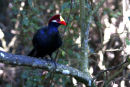 Violet Turaco