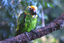 Lesser Jardine Parrot (lesser on top?)
