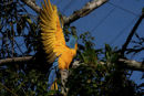 Blue and Gold Macaw
