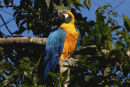 Blue and Gold Macaw