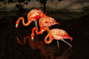Carribean Flamingo