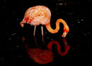 Carribean Flamingo