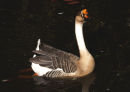 Chinese Goose
