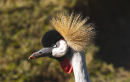 Crowned Crane