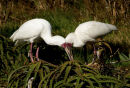 African Spoonbill