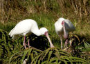 African Spoonbill