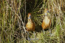 Fulvous Whistling Duck