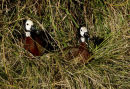 White Faced Whistling Duck