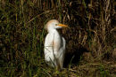 Cattle Egret