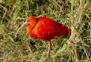 Scarlet Ibis