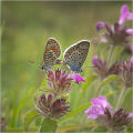 Silver Studded Blues Pairing