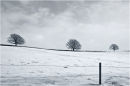 3 trees