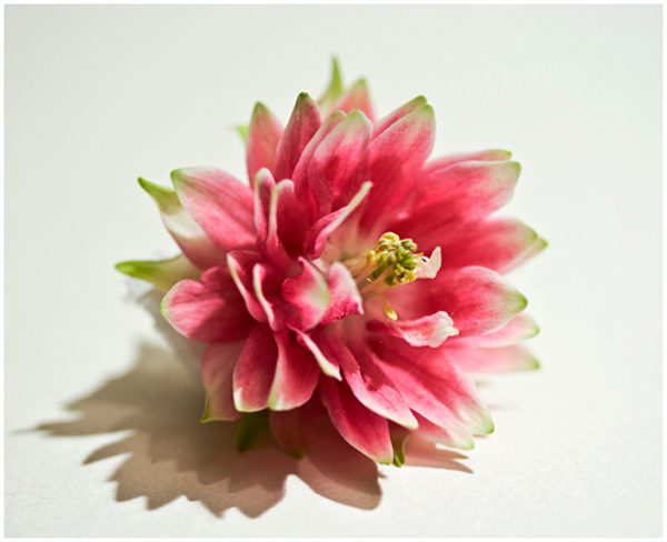 Aquilegia Nora Barlow