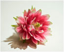 Aquilegia Nora Barlow