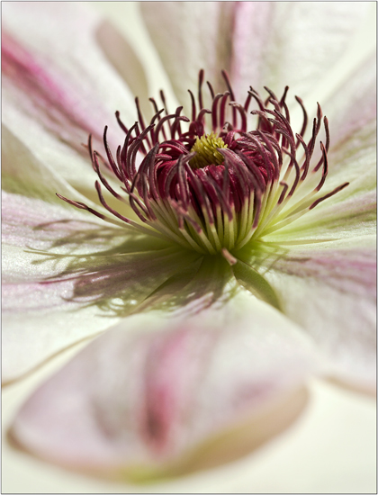 Clematis Dawn