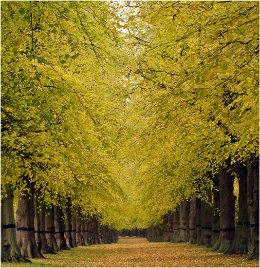 The Limetree Avenue, Clumber Park