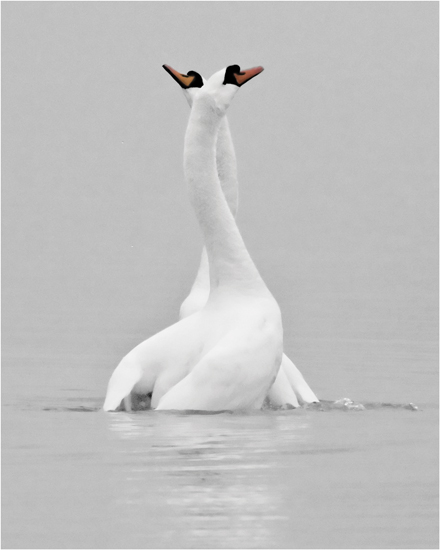 Dancers in the mist