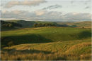 Evening Light