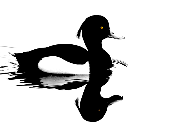 Ducpic