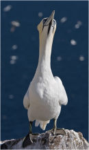 Gannet