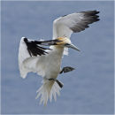 Gannet landing