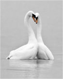 Love in the Mist