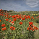 Poppy fields
