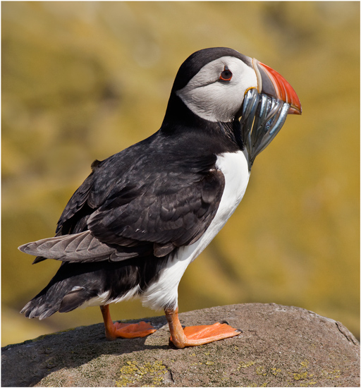 Puffin with sand eels