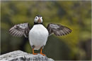 Puffin drying wings