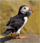 Puffin with sand eels