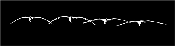 Swan Art : Swan Quartet