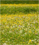 Wildflower Wave