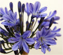 Agapanthus