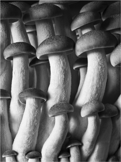 Button Mushrooms