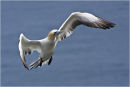 Gannet in flight