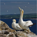 Gannets, Bass Rock