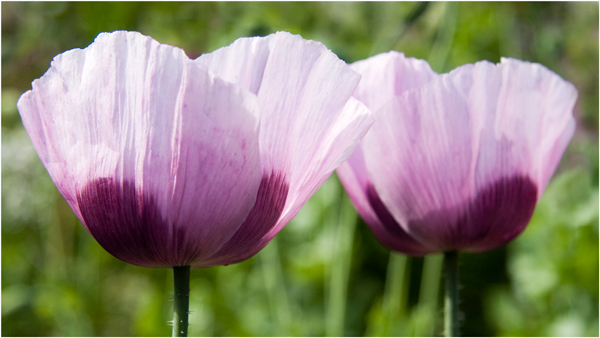 Opium Poppies