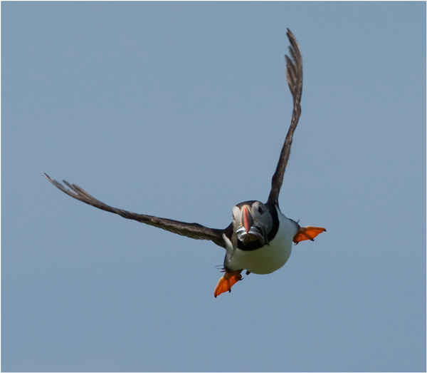 Puffin returning with sand eels