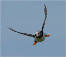 Puffin returning with sand eels