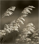 Golden Rushes