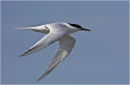 Sandwich Tern