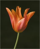 Tulip