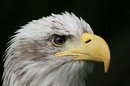 Bald Headed Eagle taken at Newent Falconry Centre