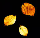 Just Leaves
