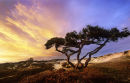 Studland 