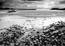 The Old Harbour