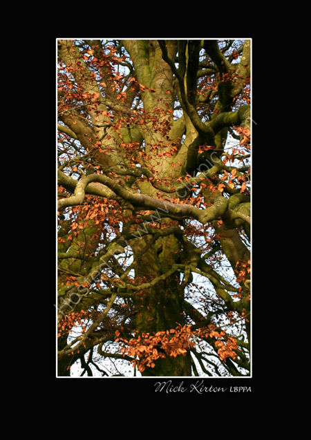 Avebury Tree