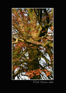 Avebury Tree