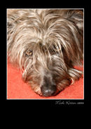 Sad dog